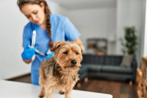 Explainer-Dog-Vaccine-Cost.jpg