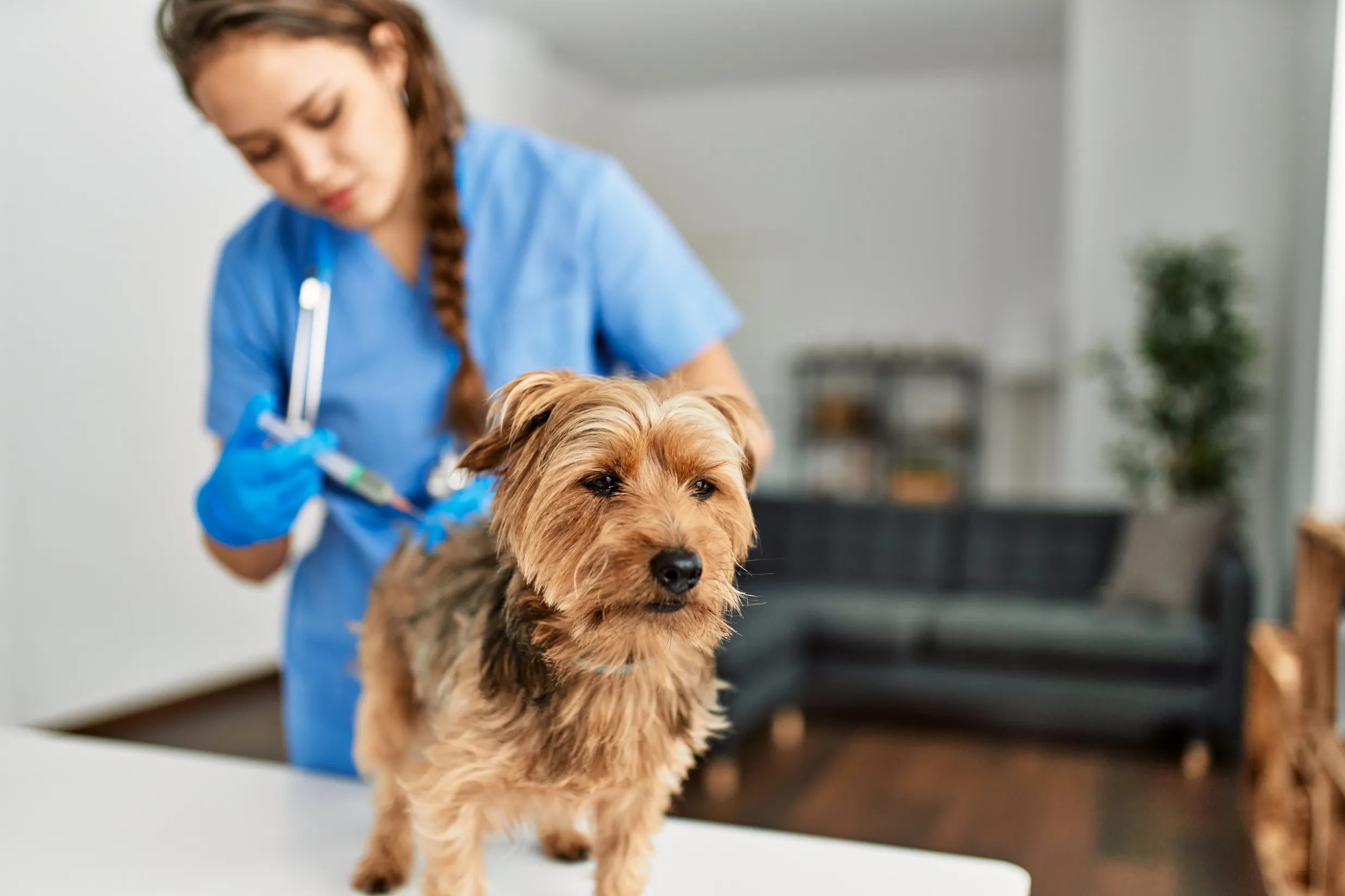 Explainer-Dog-Vaccine-Cost.jpg