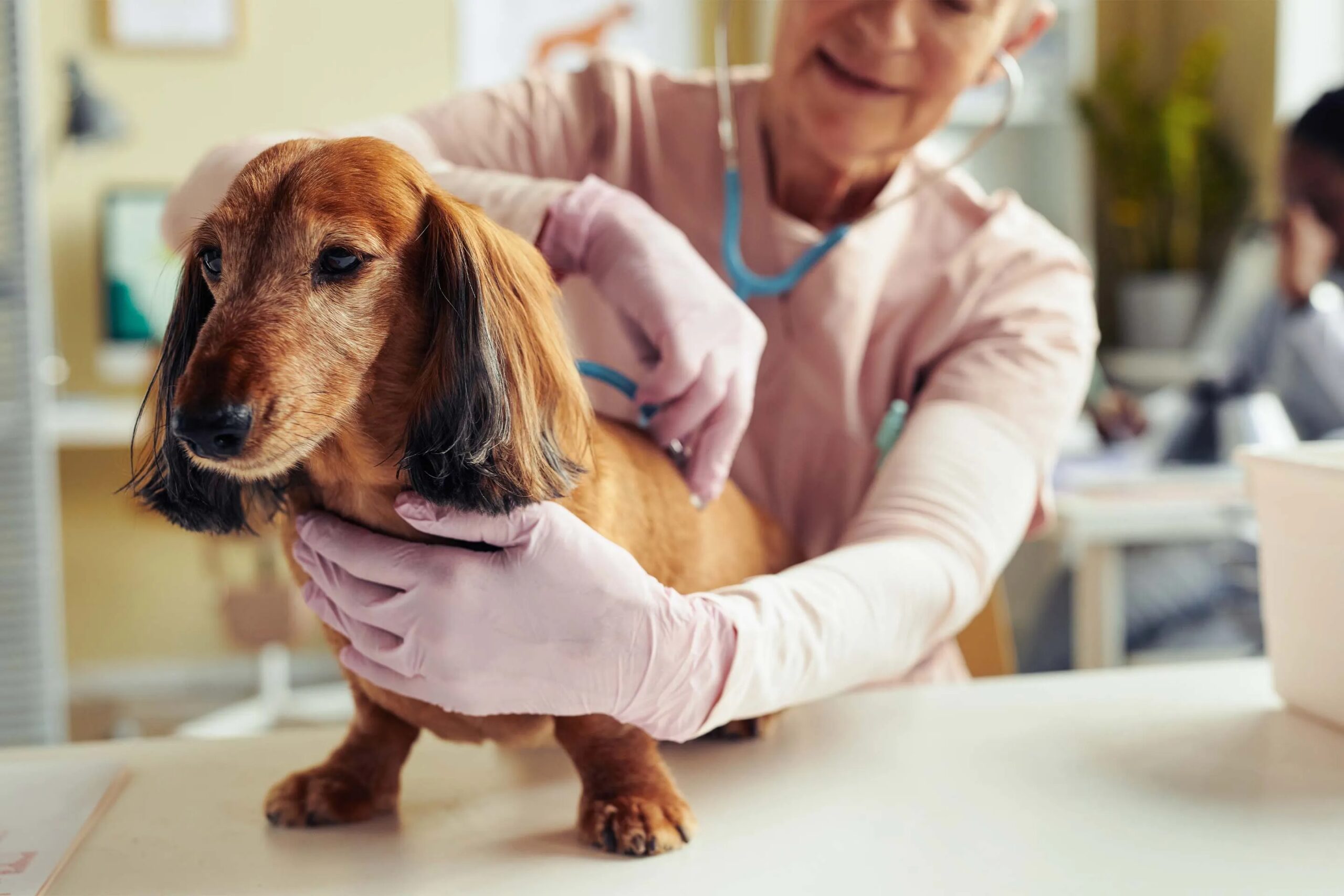 Sponsorship-Pet-Insurance-Worth-It-Older-Pets.jpg