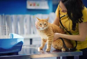 Explainer-Pet-Insurance-Is-It-Worth.jpg