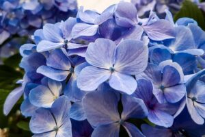 gardenias.jpg