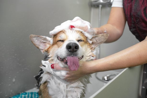 1_Funny-portrait-of-a-welsh-corgi-pembroke-dog-showering-with-shampoo-Dog-taking-a-bubble-bath-in-gr.jpg